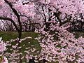 公園内の桜（2010年4月13日撮影）