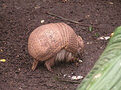 Quadrupède brun à la carapace arrondie écailleuse et articulée