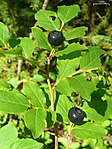 膜質越橘（英语：Vaccinium membranaceum） Thinleaf huckleberry