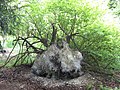 Windblown laevis on chalk, Salisbury Plain, UK