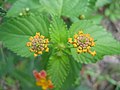 Blooming Lantana