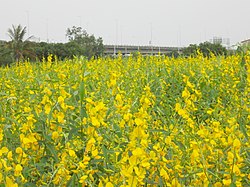 Sesame fields in Anding