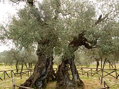 Olivo di Sant'Emiliano a Bovara