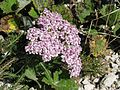 Achillea millefolium, varietà rosa (infiorescenza)