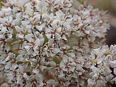 Flowers (close-up)