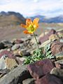 Papaver pygmaeum Сделано