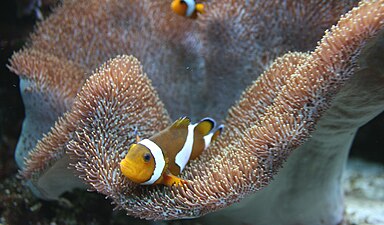 Un poisson-clown (Amphiprion ocellaris) dans un Sarcophython glaucum à l'aquarium de Prague.