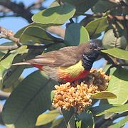 brown sunbird with yellow sides, red belly, and bluish-black face and throat