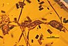 Aphaenogaster amphioceanica fossil
