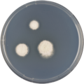 Aspergillus papuensis growing on CYA plate