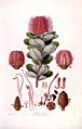 Plate III: Banksia coccinea