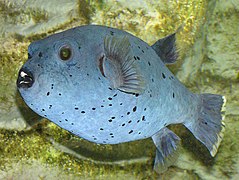 Poisson-ballon à taches noires (Arothron nigropunctatus)