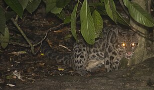 Pantera nebulosa de Borneo (Neofelis Diardi)