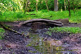 Bachlauf mit „Totholz-Brücke“