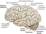 Головний мозок - латеральна поверхня