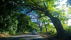 Puerto Rico Highway 165 in Río Lajas