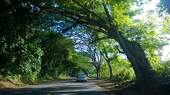 Heading south in Río Lajas, Dorado