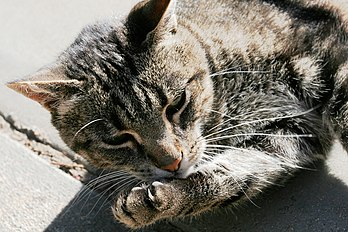 Un chat (Felis silvestris catus) faisant sa toilette. (définition réelle 1 600 × 1 067*)