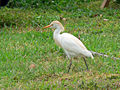 Cattle egret, Bubulcus ibis (A)