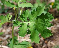 Leaf and immature pods