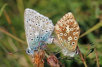 Chalkhill blue butterflies (Lysandra coridon) mating