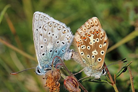 Chalkhill blues mating, by Charlesjsharp