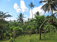 Champ d'ylang-ylang, culture en déshérence progressive à Mayotte.