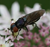 Chrysogaster（英语：Chrysogaster）