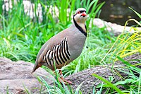 Chukar at Weltvogelpark Walsrode, Germany