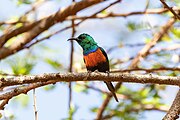 sunbird with brown body, green head and mantle, and orange breast