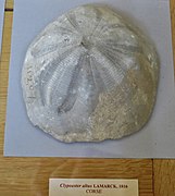 Fossile de Clypeaster altus (MNHN).