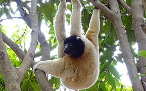 Crowned sifaka at Lemurs' Park