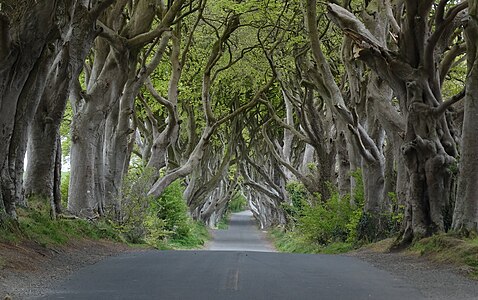 Dark Hedges, by Colin Park