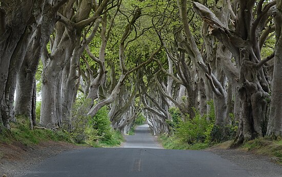 Dark Hedges