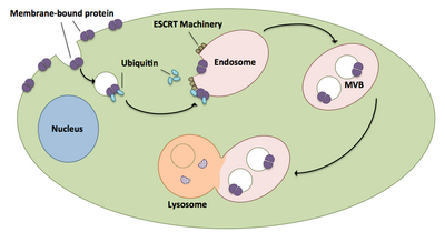 Adapted from Schmidt, O. and D. Teis (2012). "The ESCRT machinery." Curr Biol 22(4): R116-120 with permission of author