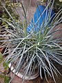 Elymus magellanicus