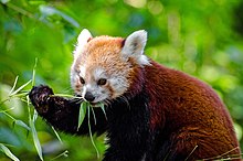 Red panda holding onto a plant and eating