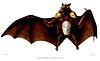 Painting of a sepia-coloured bat with prominent white patches on the shoulders of the wings and in the middle of its belly