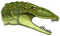 Erpetosuchus