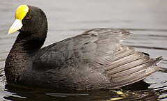 Description de l'image Fulica leucoptera GALLARETA CHICA.jpg.