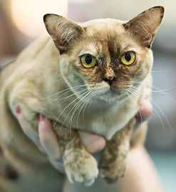 Burmese cat