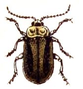 Galerucella tenella.