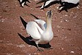 An individual at the colony on Bonaventure Island