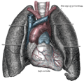 The arch of aorta can be seen here, with the lungs to either side and emerging from the heart, below.