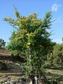 Hypericum revolutum in bloom (Hypericaceae)