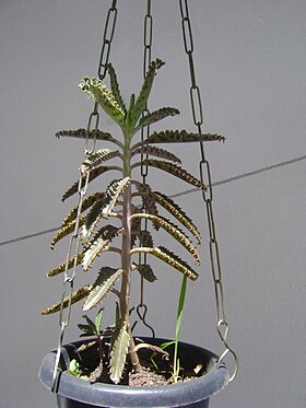 Kalanchoe delagoense