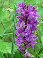 Dactylorhiza majalis