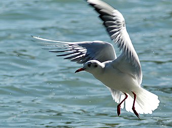 Mouette rieuse (Larus ridibundus). (définition réelle 1 836 × 1 364*)