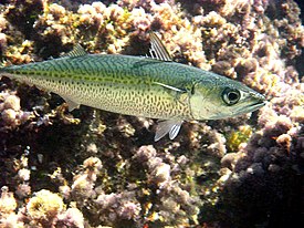 Южная скумбрия (Scomber colias)