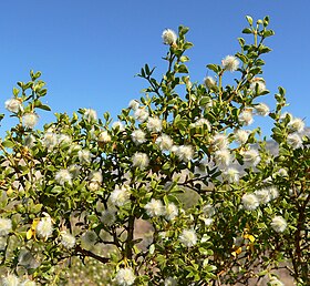 Larrea tridentata